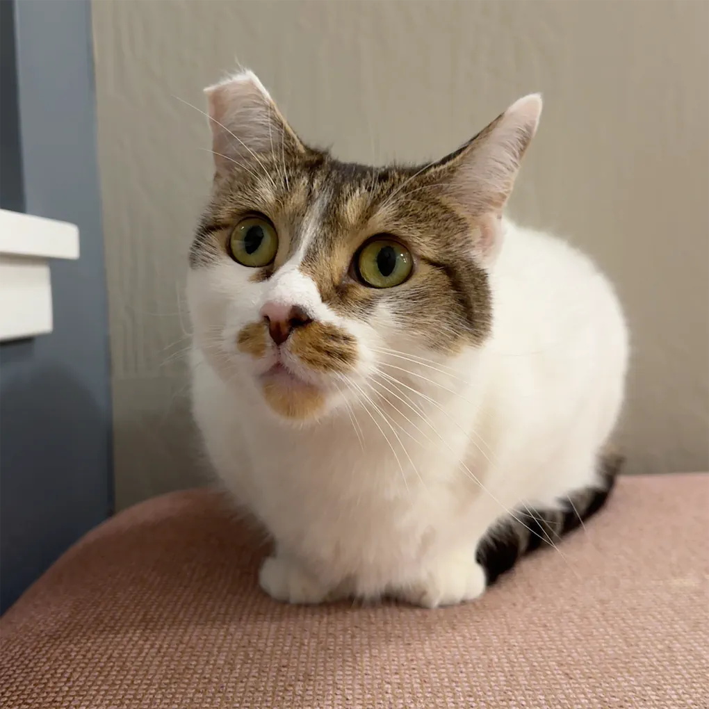 Lucy Image