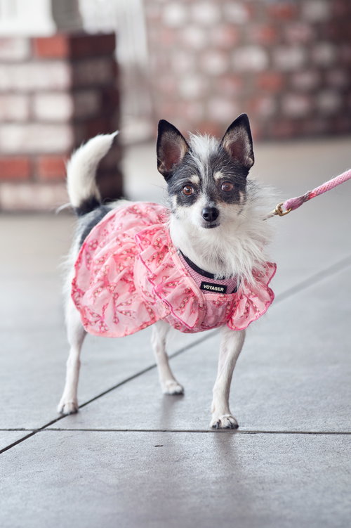 Holly, an adoptable Chihuahua in San Jose, CA