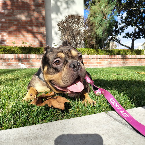 picture of the dog needing adoption