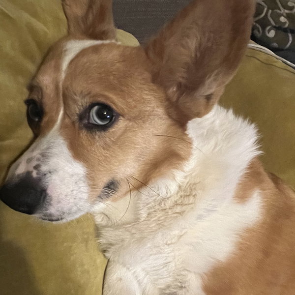 Daisy