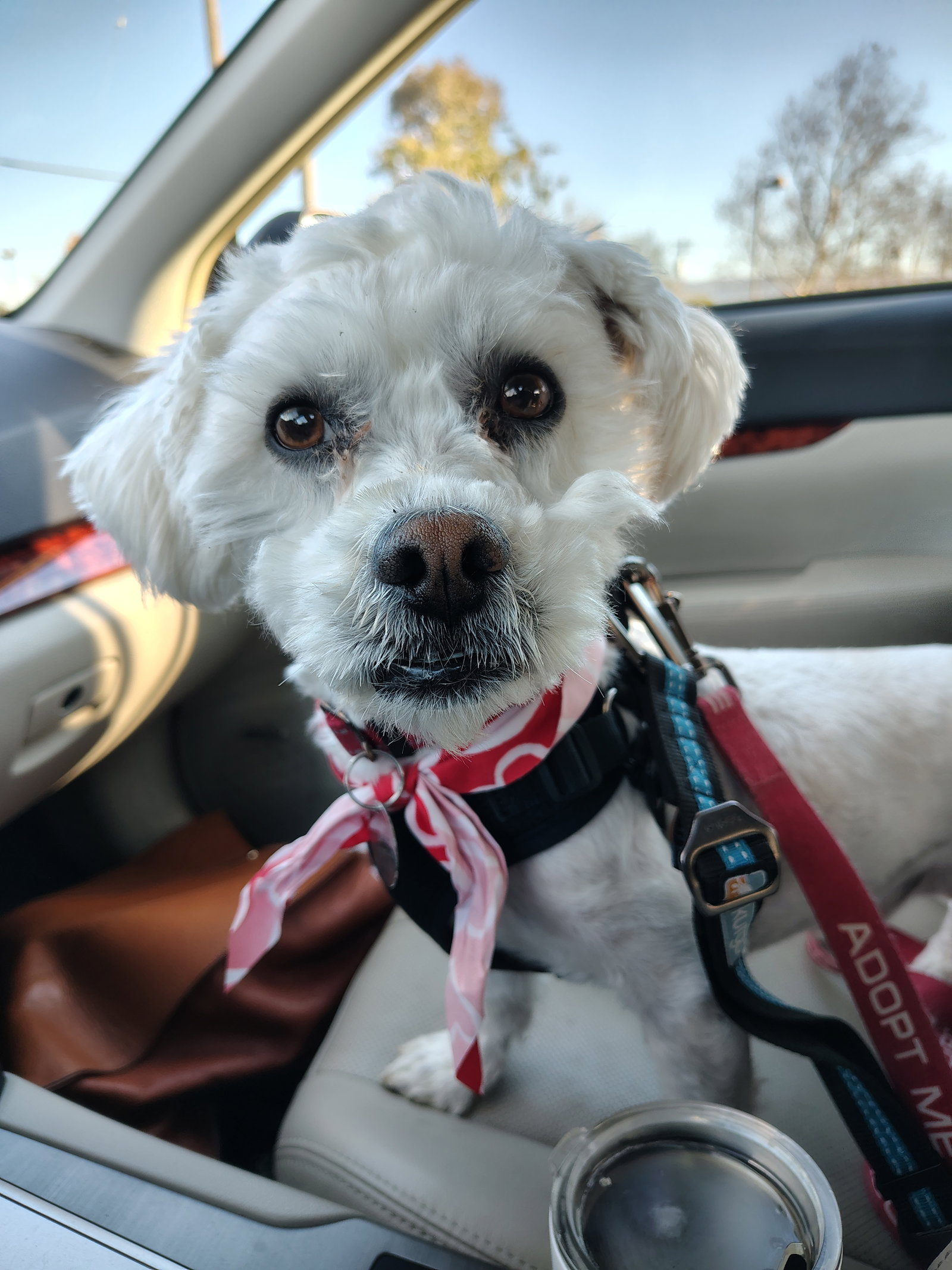 Wally Image