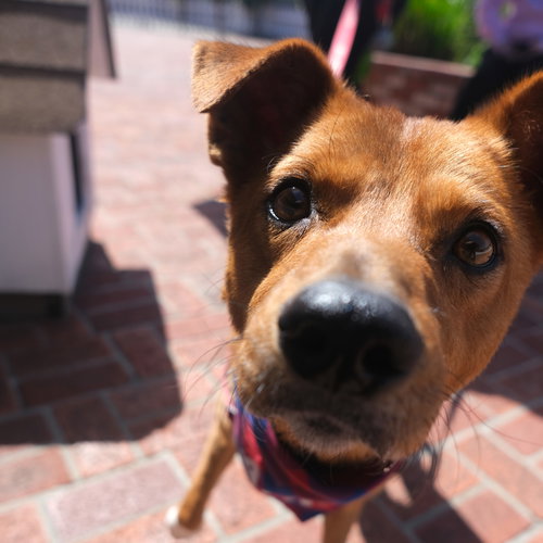 Walter, an adoptable Unknown breed in San Jose, CA