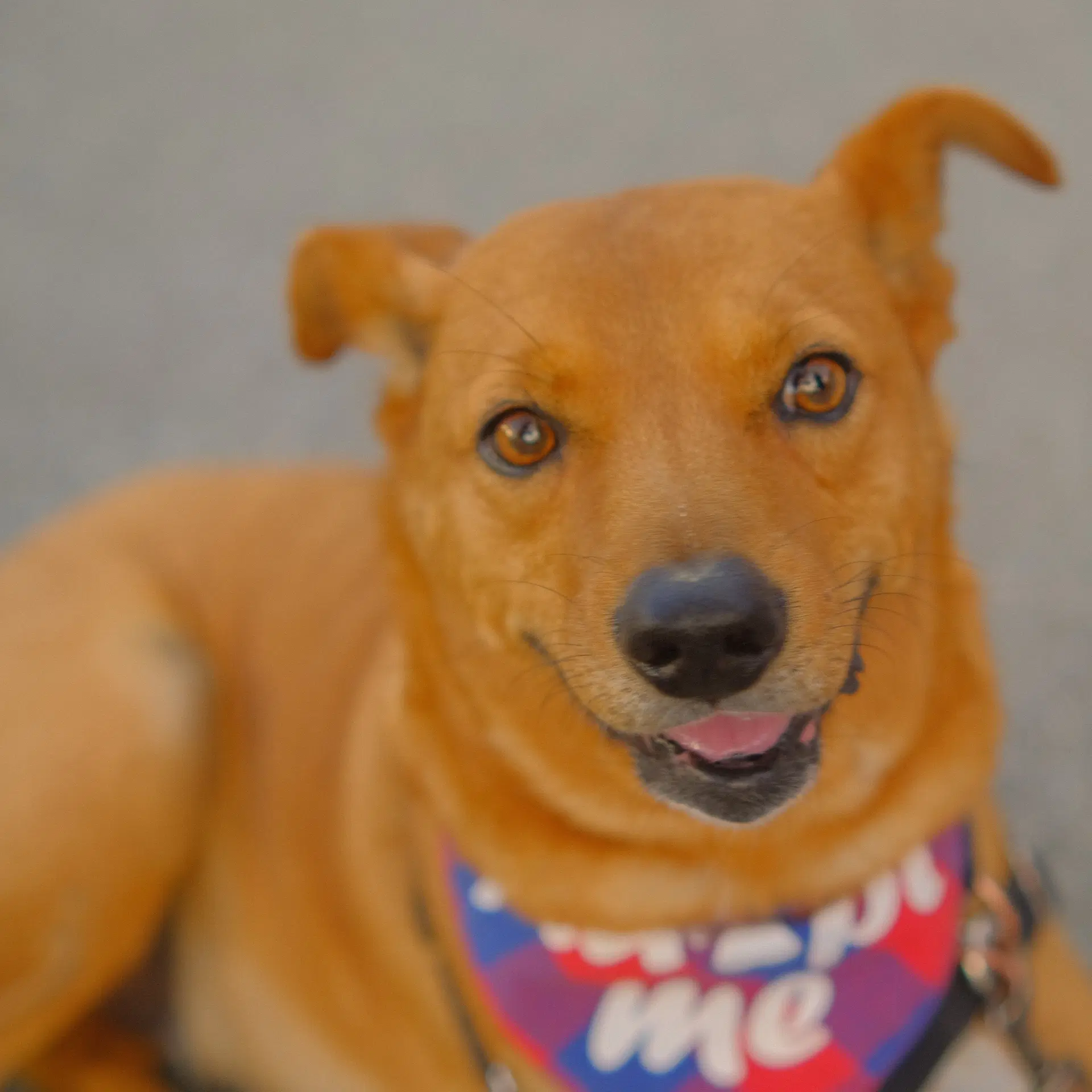 Walter - Egyptian Street Dog