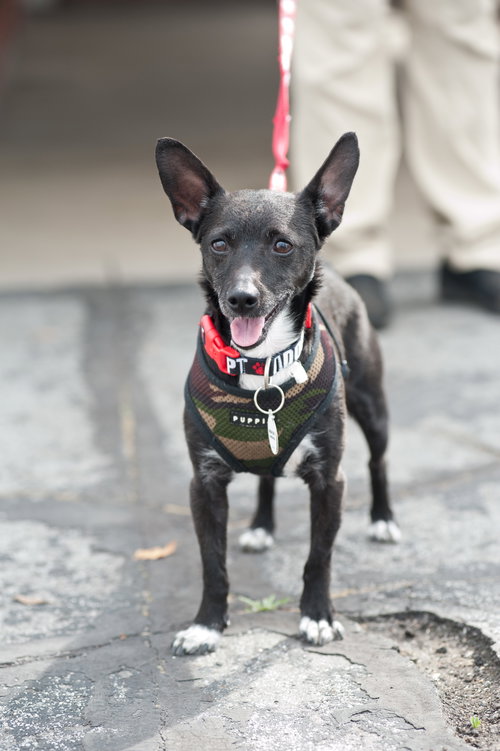 Clifford, an adoptable Chihuahua in San Jose, CA