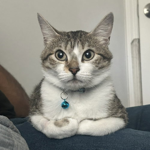 Edna, an adoptable Domestic Short Hair in San Jose, CA