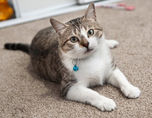Edna, an adoptable Domestic Short Hair in San Jose, CA