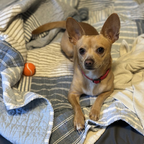 Simon, an adoptable Chihuahua in San Jose, CA