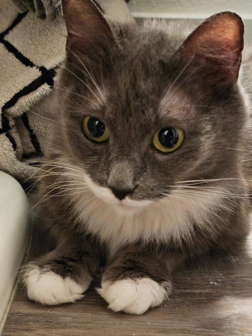 Rosie, Adult Domestic Medium Hair / Mixed (medium coat), cat for adoption in Brentwood, California