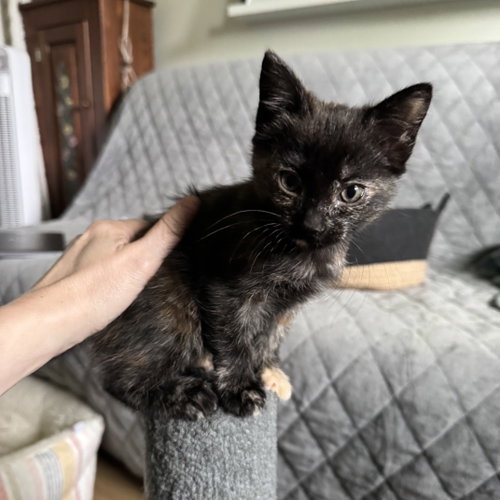 Chai, an adoptable Domestic Short Hair in San Jose, CA