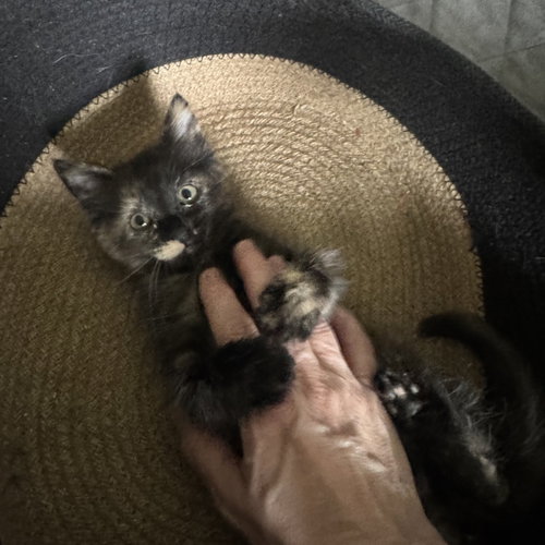 Chamomile, an adoptable Domestic Medium Hair in San Jose, CA