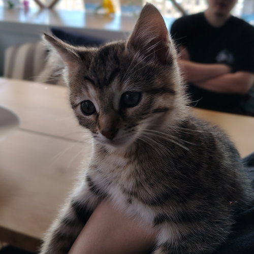 Jazzy, an adoptable Domestic Short Hair in San Jose, CA