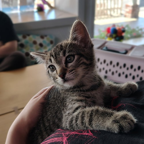Kam, an adoptable Domestic Short Hair in San Jose, CA