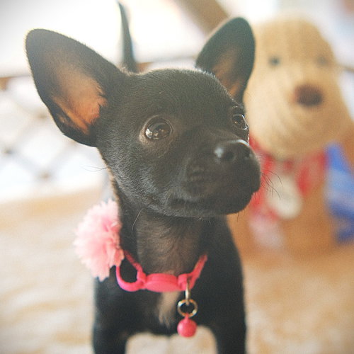 Emmie, an adoptable Rat Terrier in San Jose, CA
