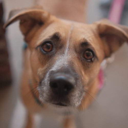 Sol, an adoptable Unknown breed in San Jose, CA