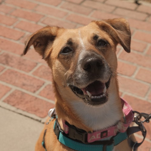 Sol, an adoptable Australian Cattle Dog in San Jose, CA