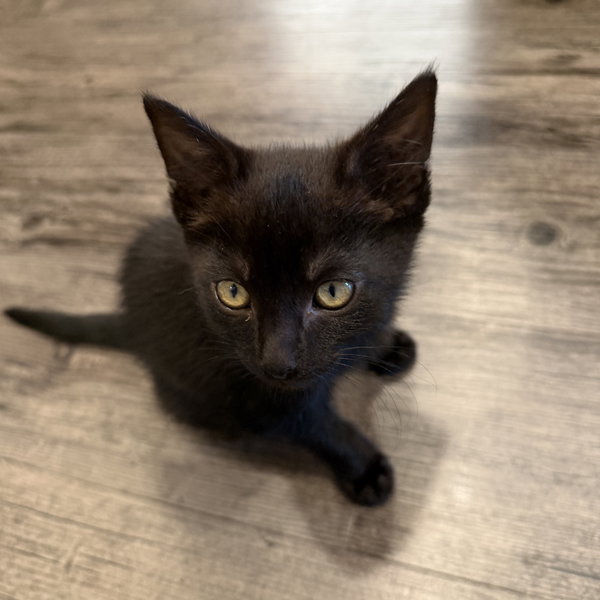 Lua