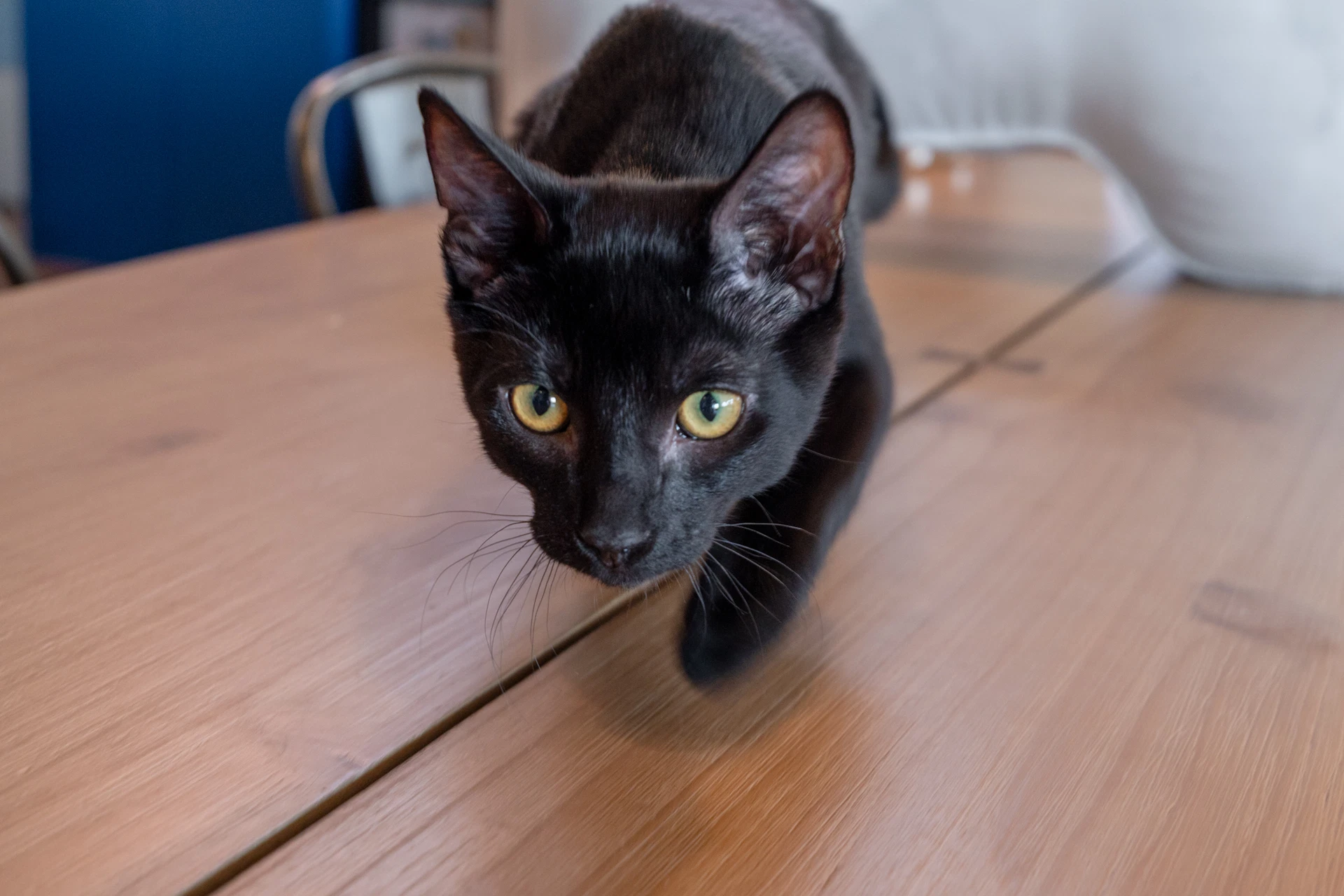Lua
