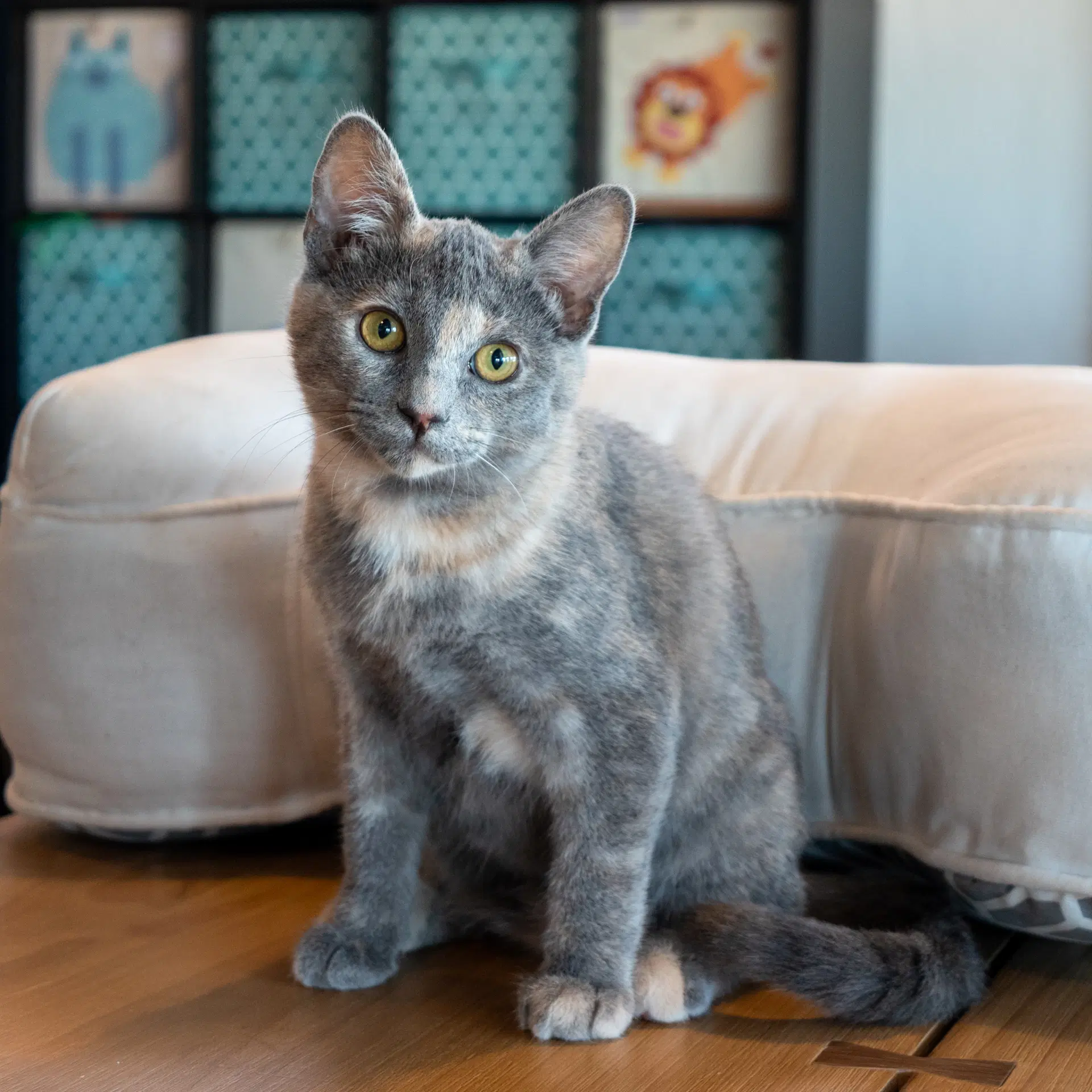Liv - Dilute Tortoiseshell