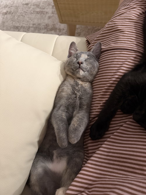 Photo 3 of Liv