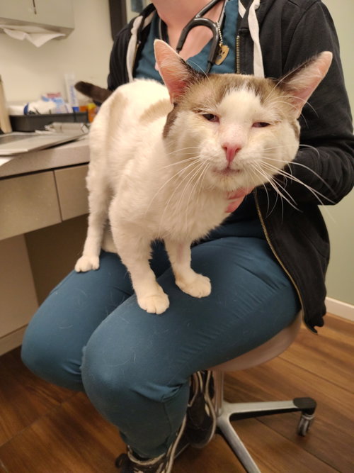 Mister, an adoptable Snowshoe in San Jose, CA