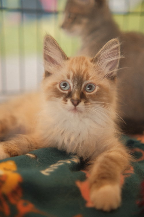 Cloud, an adoptable Domestic Medium Hair in San Jose, CA