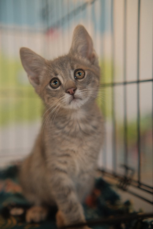 Moon, an adoptable Domestic Short Hair in San Jose, CA