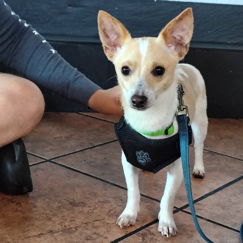 Carlos