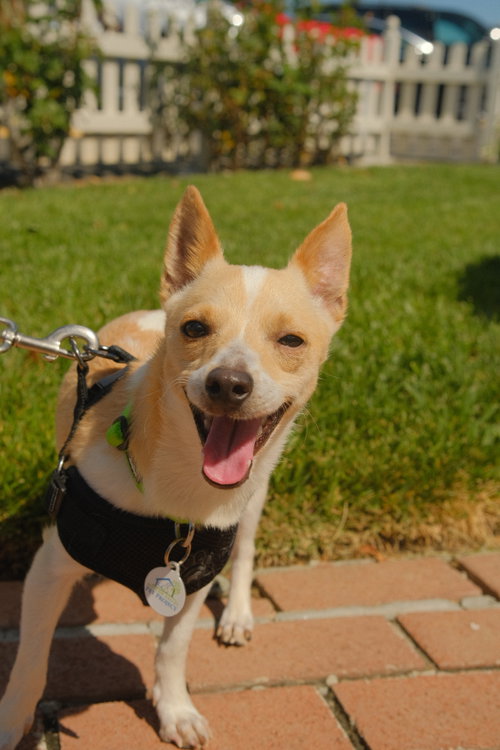 Carlos, an adoptable Chihuahua in San Jose, CA