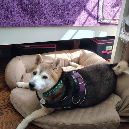 Kuma photo 4