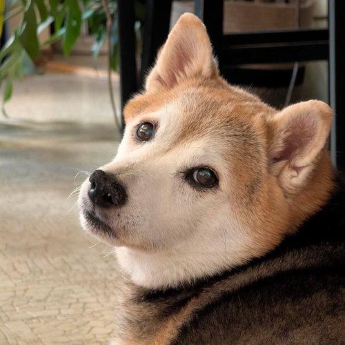 Kuma, photo 2