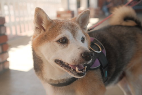 Kuma, photo 4