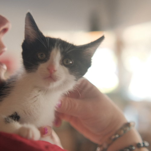 Mei Lee, Baby Domestic Short Hair / Mixed (short coat), cat for adoption in Union City, California