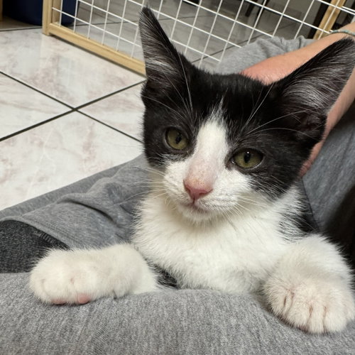 Mei Lee, an adoptable Domestic Short Hair in San Jose, CA