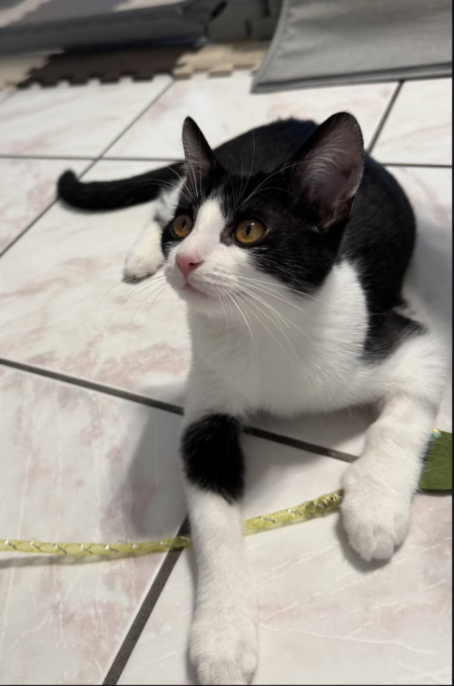picture of the cat needing adoption