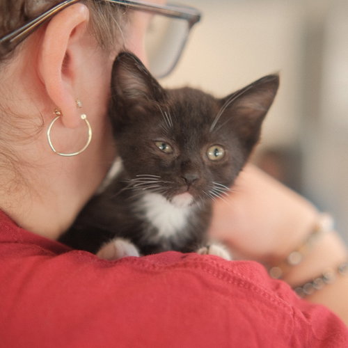 Raya, Baby Domestic Short Hair / Mixed (short coat), cat for adoption in Union City, California