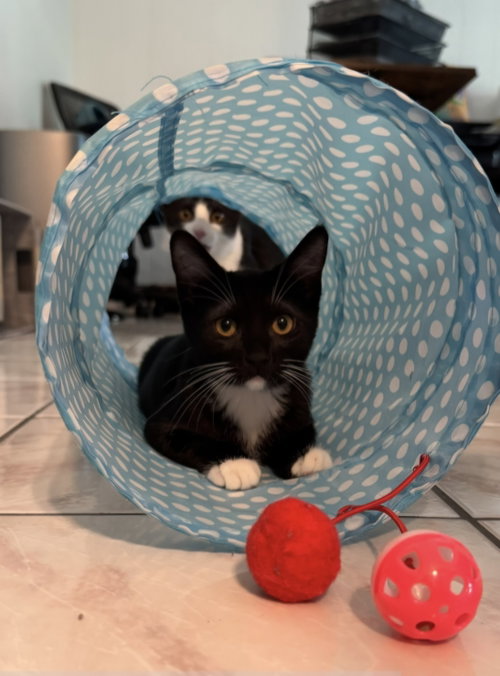 picture of the cat needing adoption