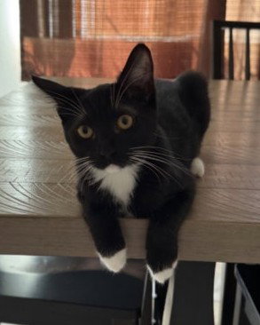 Raya, Domestic Short Hair / Mixed (short coat)