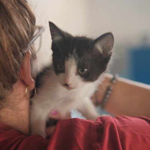 Baymax, Baby Domestic Short Hair / Mixed (short coat), cat for adoption in Union City, California