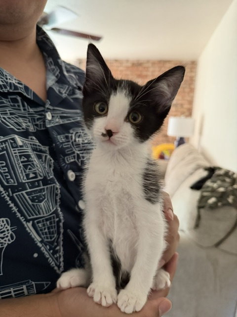 Baymax, an adoptable Domestic Short Hair in San Jose, CA