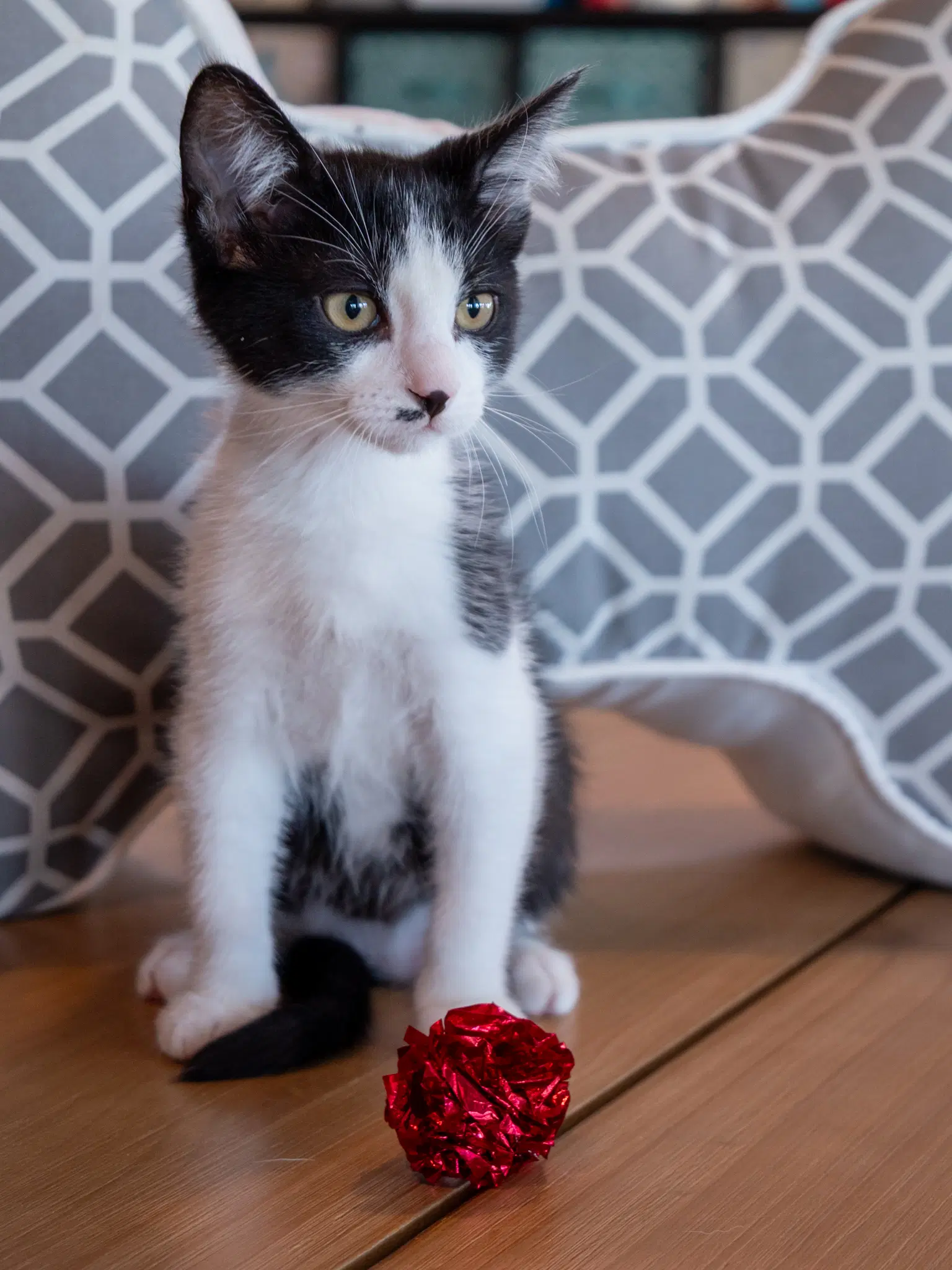 Baymax - Domestic Short Hair