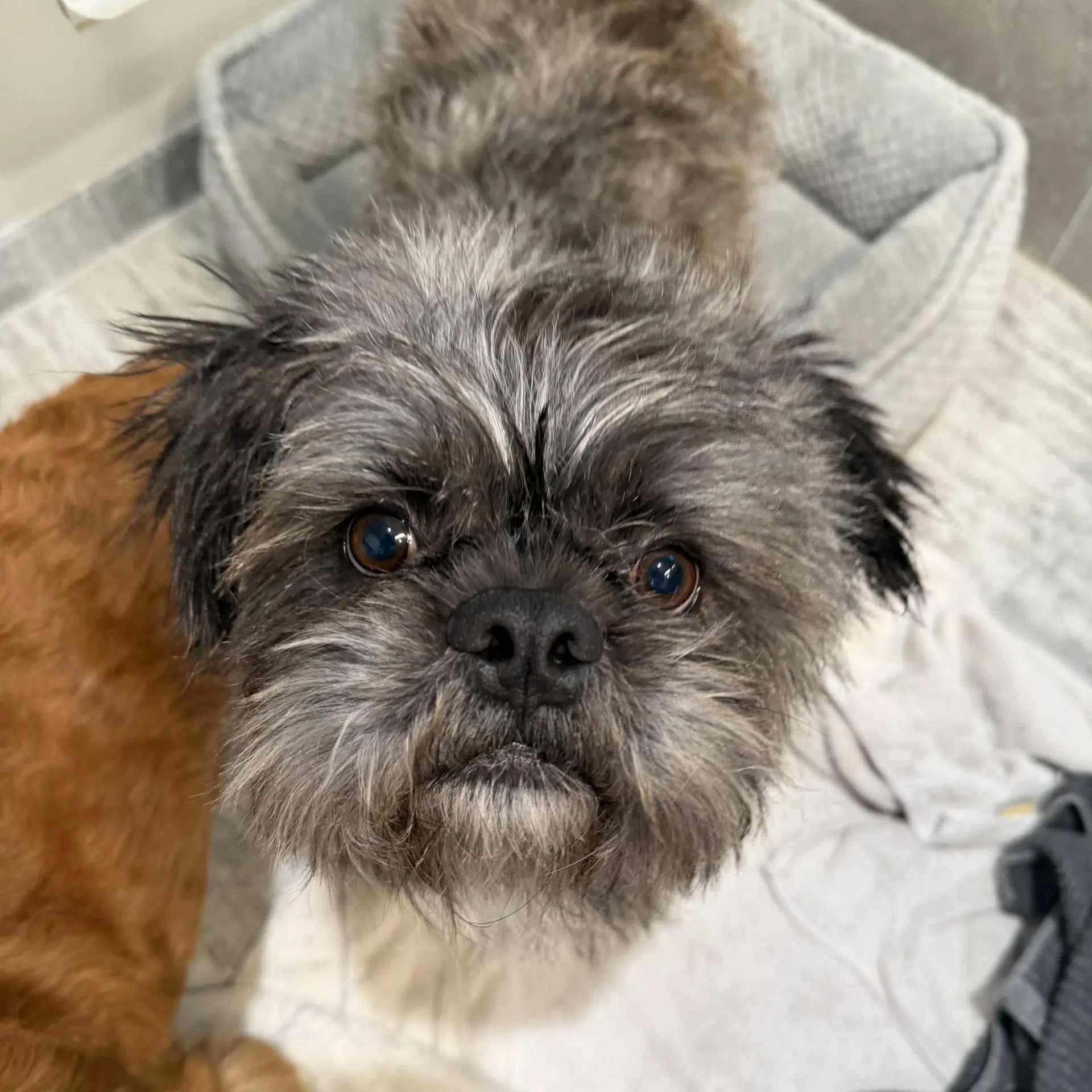 Hiccup - Shih Tzu