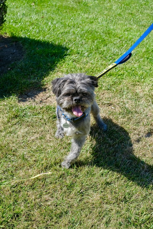 Photo 4 of Hiccup