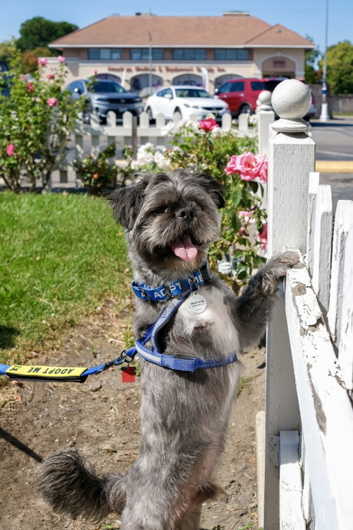 Photo 2 of Hiccup