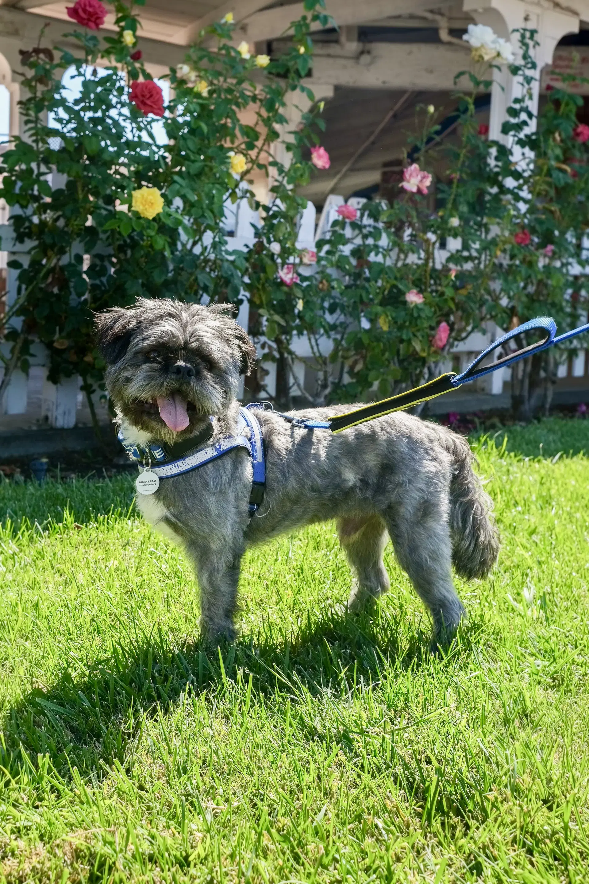 Hiccup - Shih Tzu