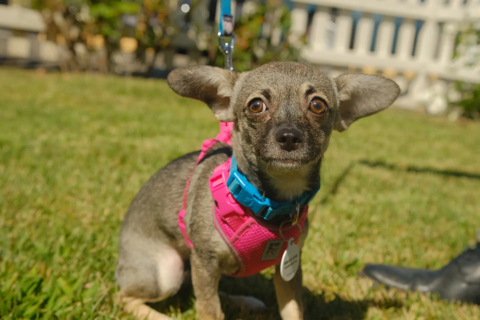 Sable - Chihuahua