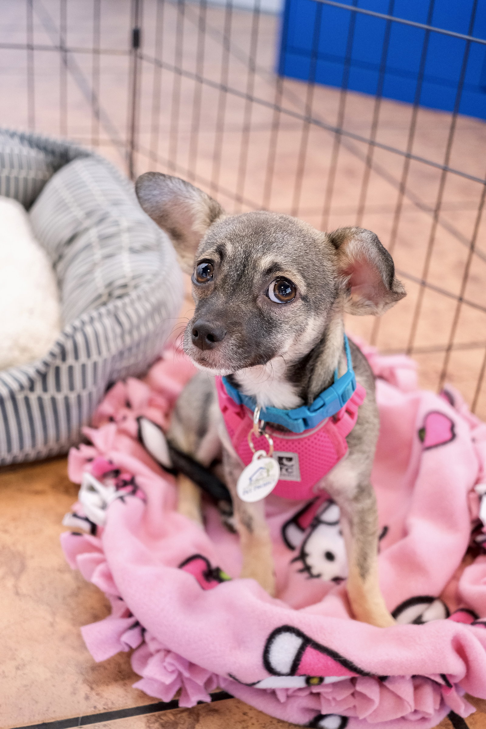Sable, Chihuahua