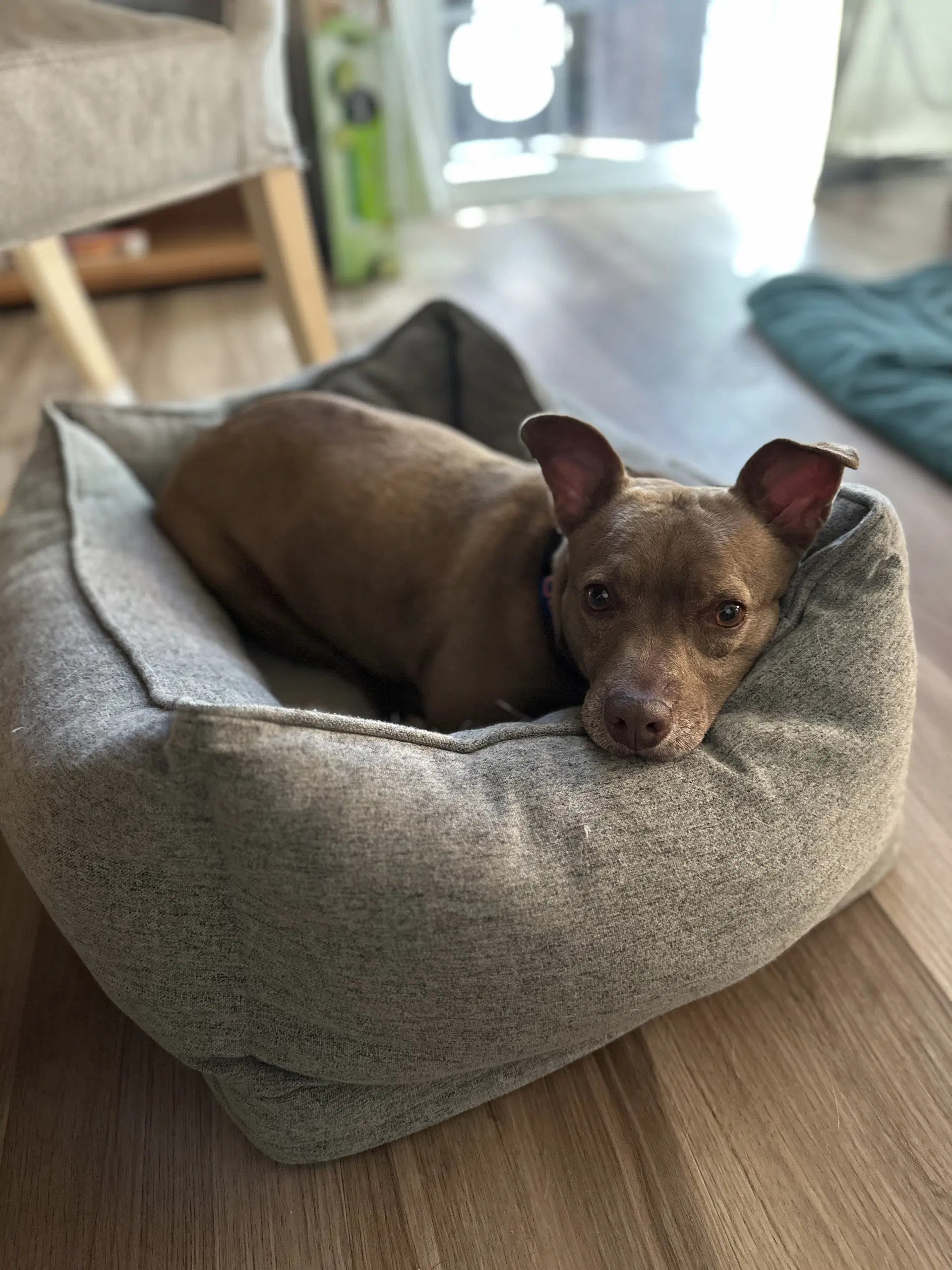 Candy - Chihuahua