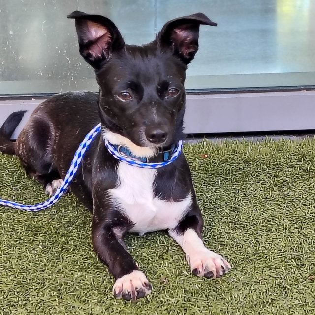Tribilin, a Chihuahua / Mixed (short coat) · 11 Months