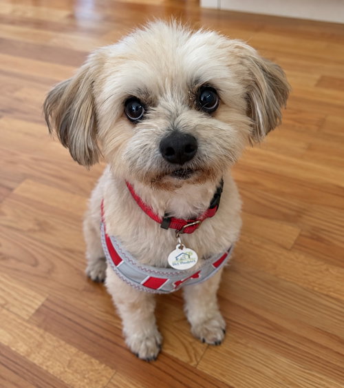 Brody, a dog for adoption from Silicon Valley Pet Project