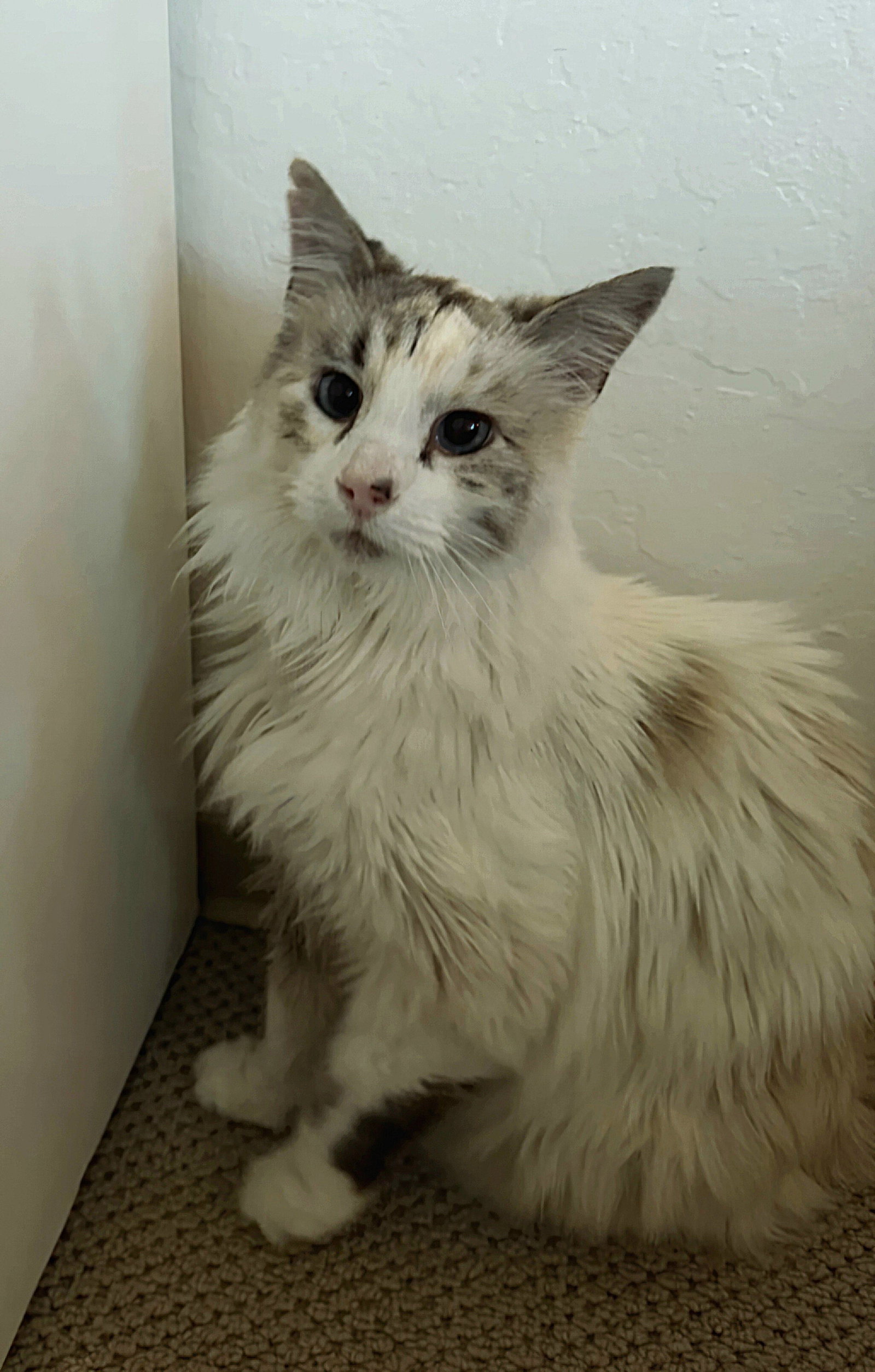 Snow White, Siamese